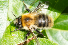 Bee-01