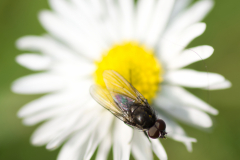 Daisy-1