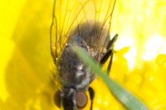 Fly-002