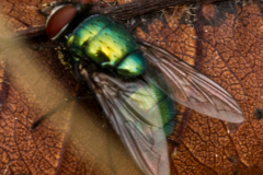 Fly-0031