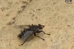 Fly-0041