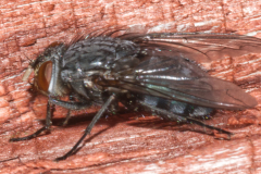 Fly-006