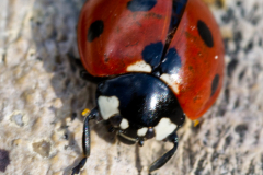 Ladybird