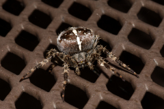 Spider-004