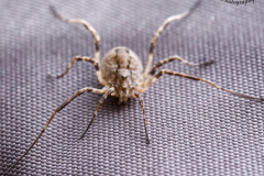 Spider-005
