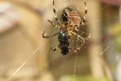 Spider-009