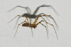 Spider-1