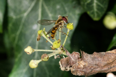wasp
