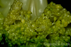 Brocilli-1