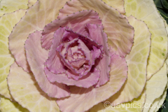 Flower-001