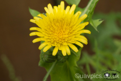 Flower-005