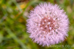 Garden-4