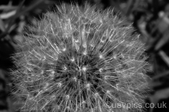 Garden-9