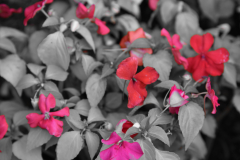 NKN_0021